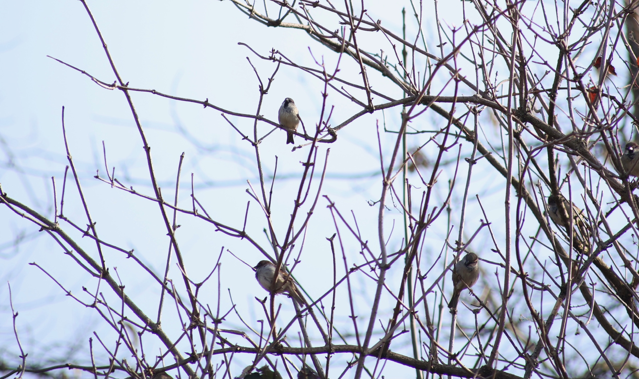 Les oiseaux
