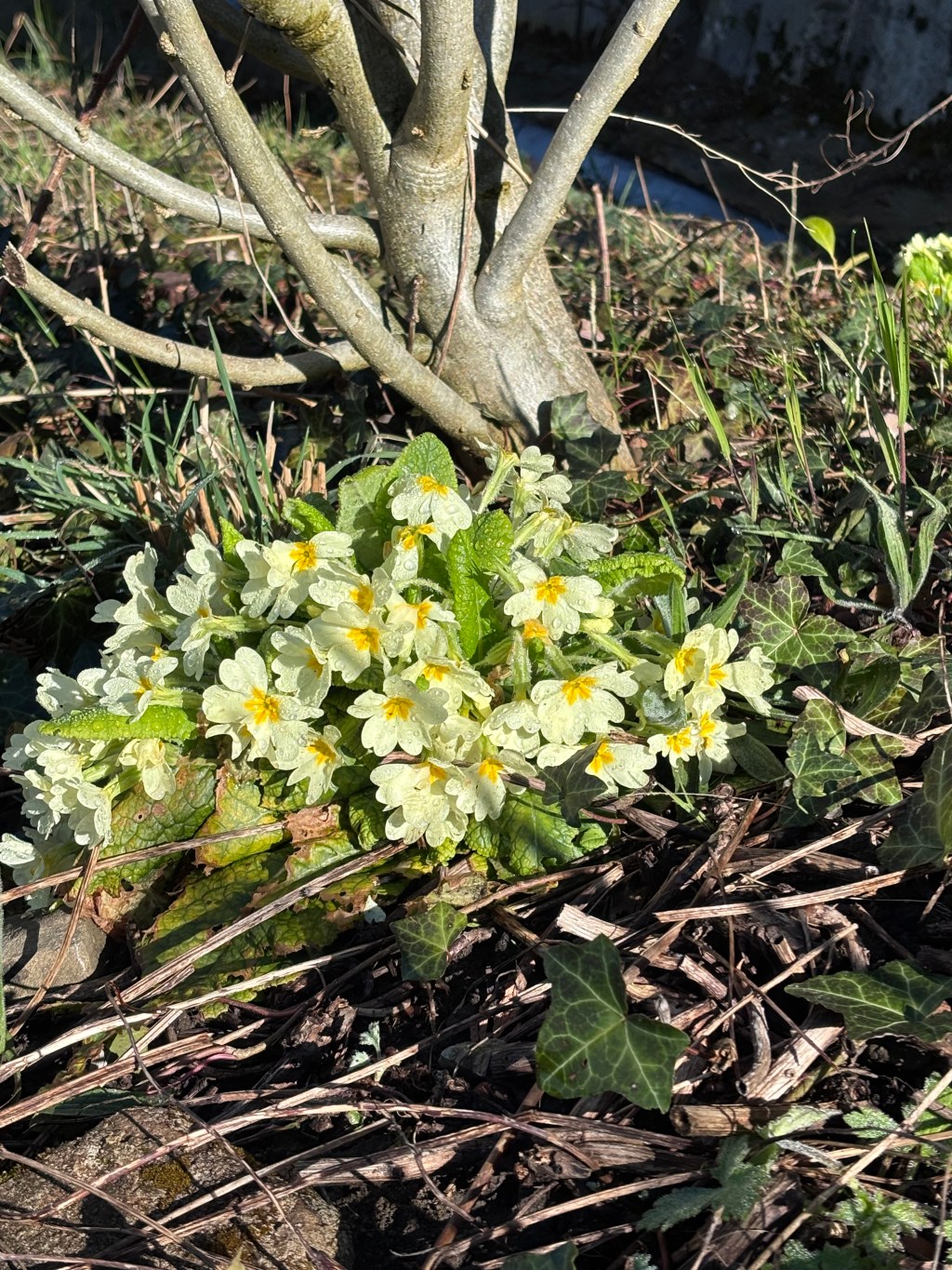 Le printemps est&nbsp;la