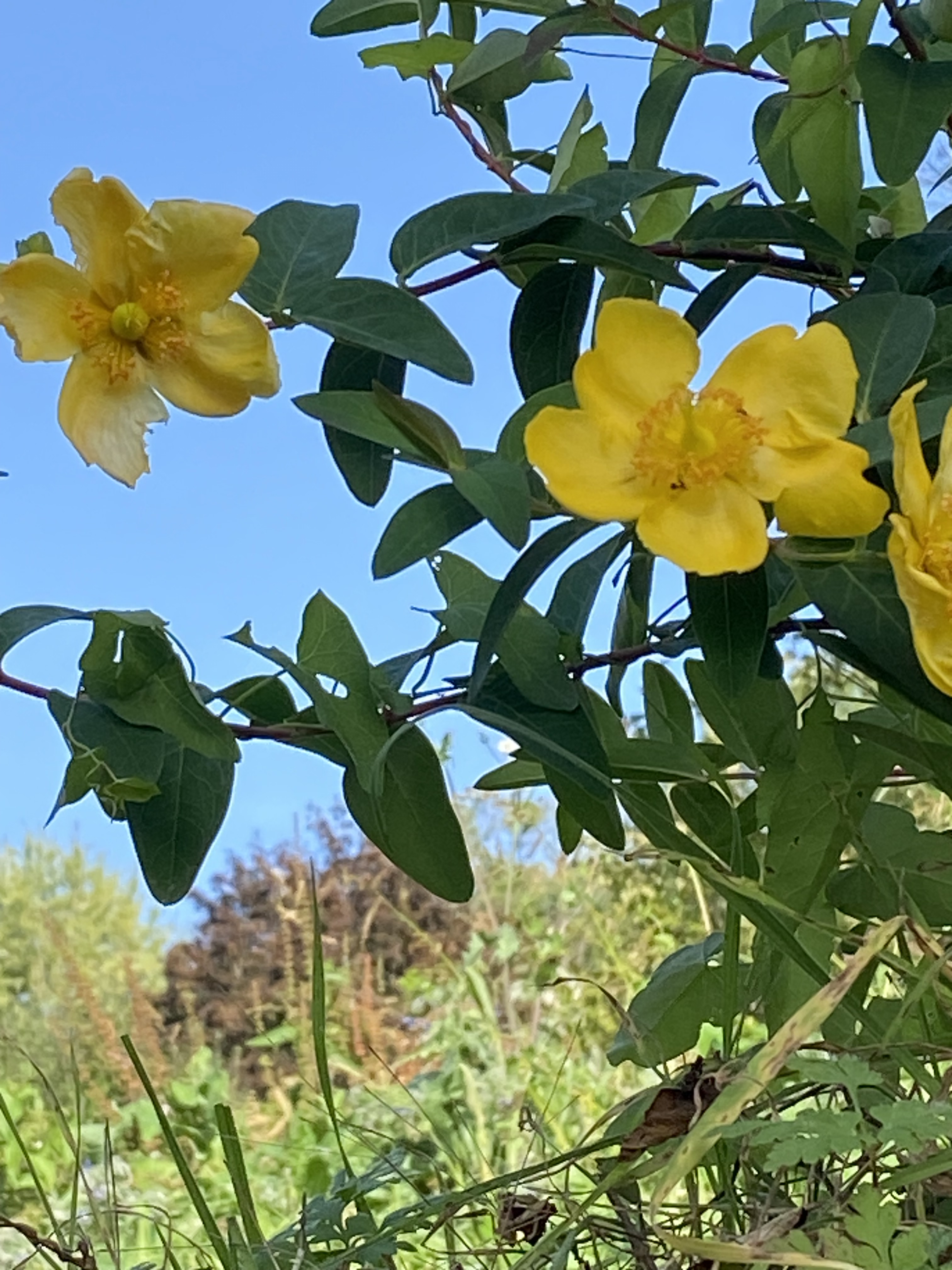 Quelques fleurs de notre&nbsp;jardin