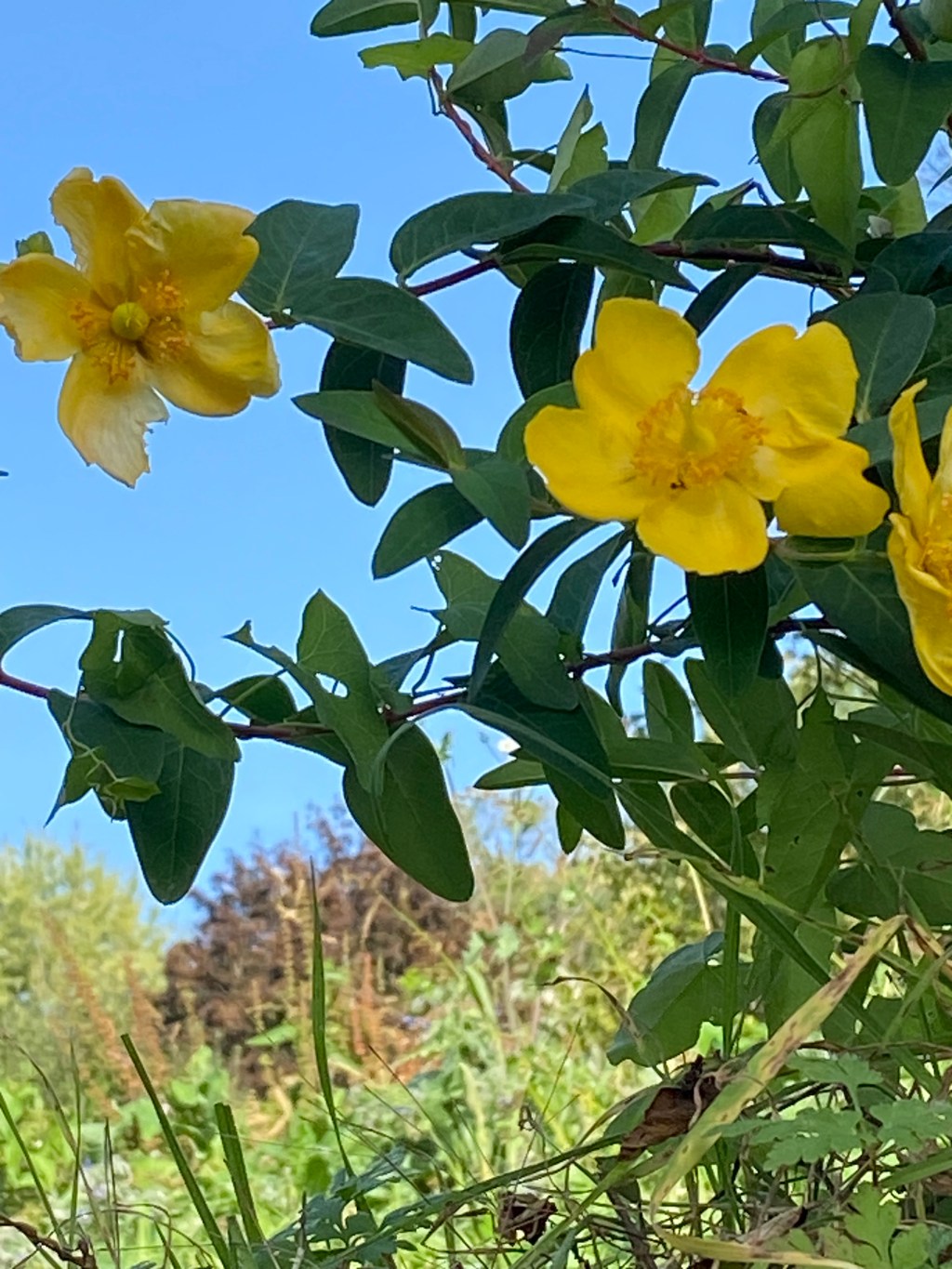 Quelques fleurs de notre&nbsp;jardin