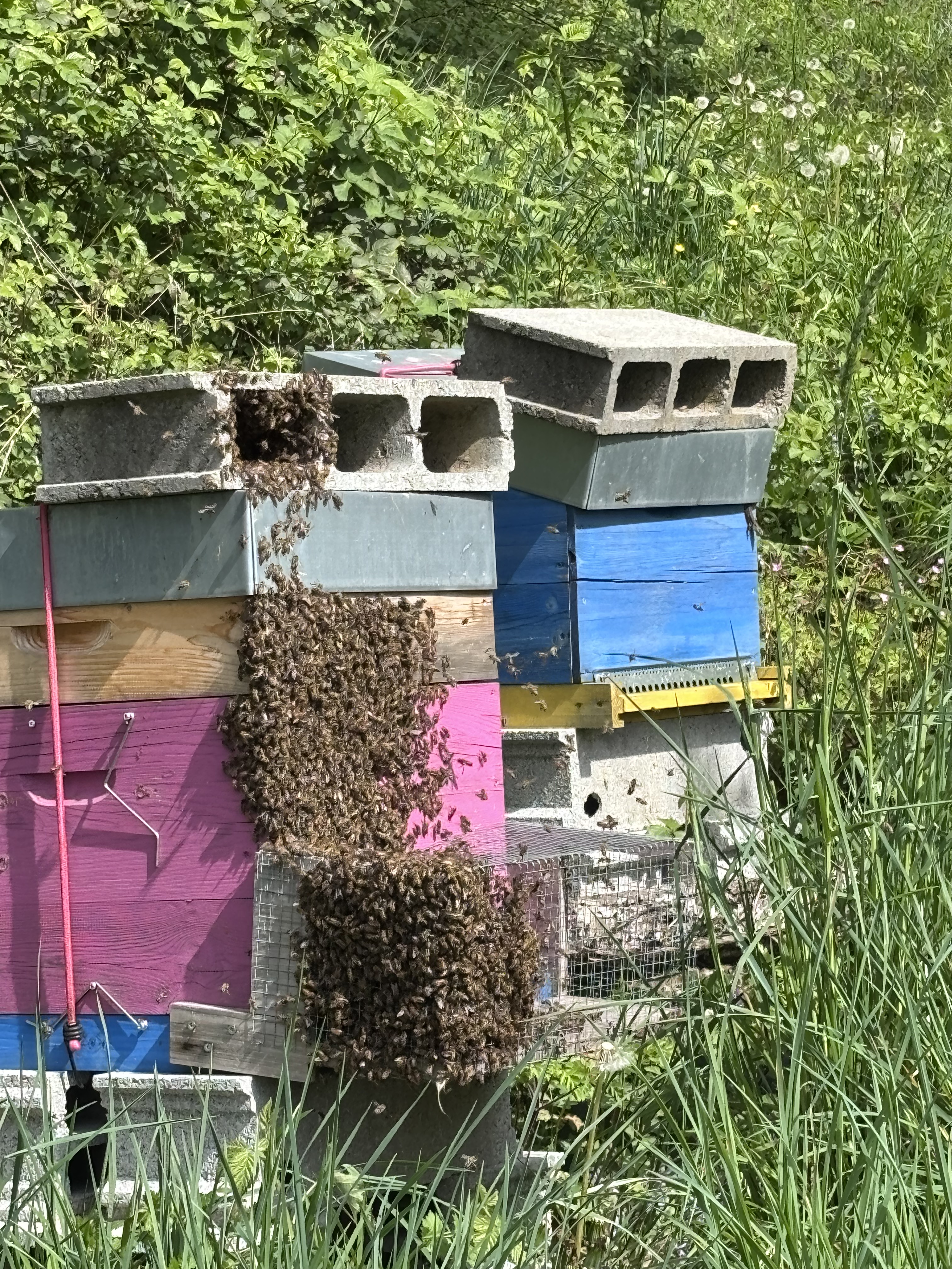 Quand la ruche déborde de&nbsp;vie