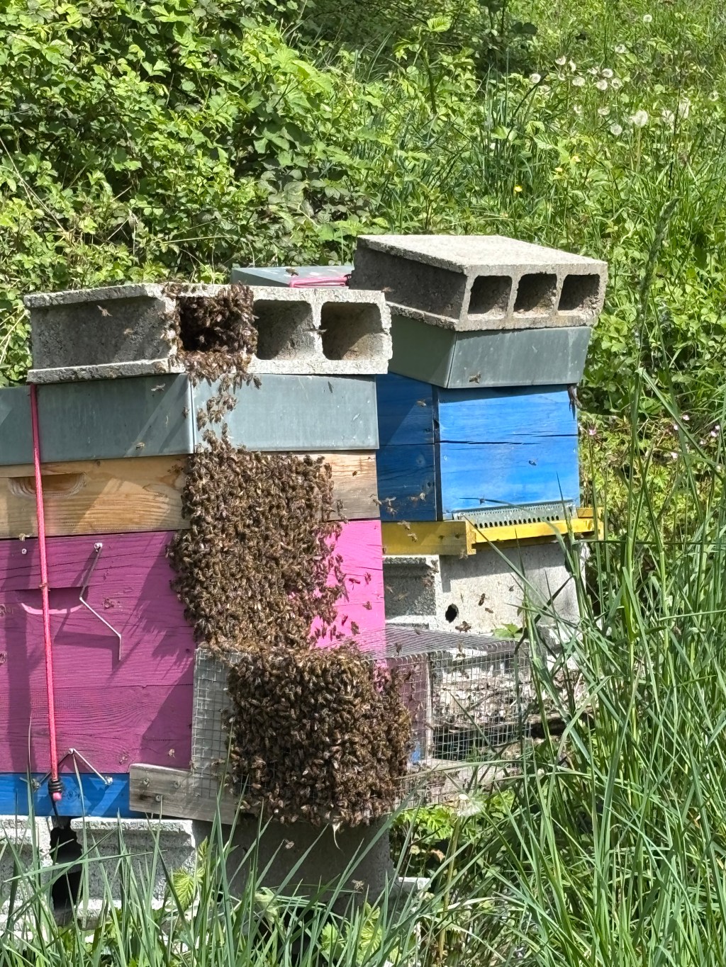 Quand la ruche déborde de&nbsp;vie