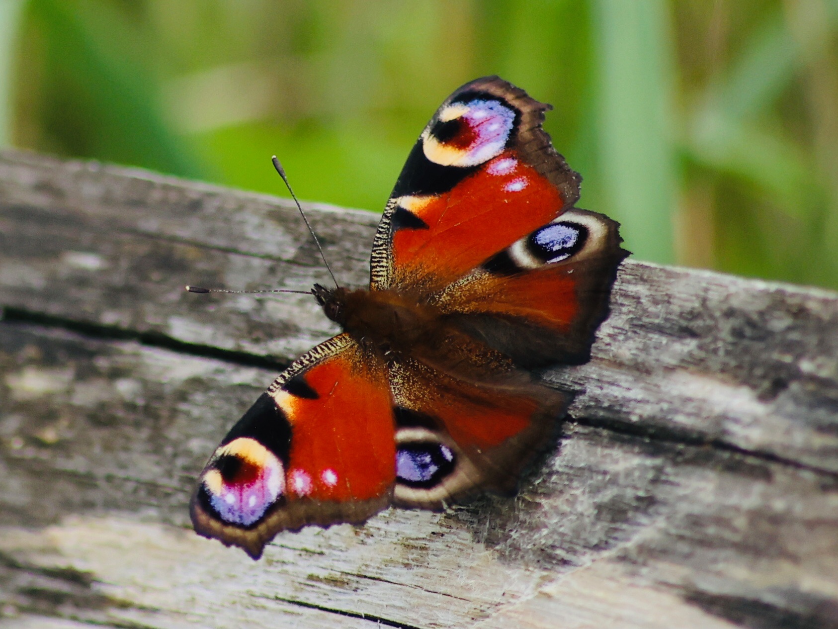 Quelques beaux papillons