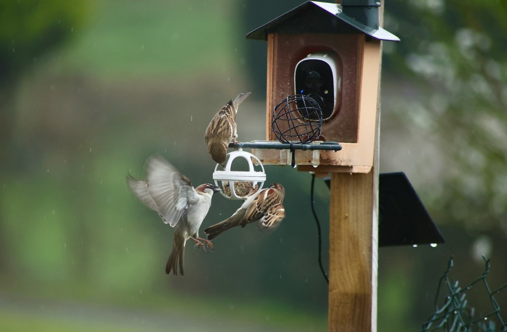 Le moineau domestique