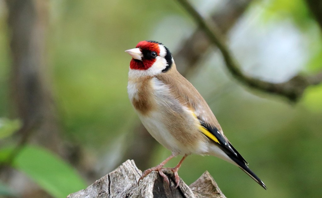 Le chardonneret élégant